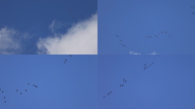 一群鹤在蓝天飞行的慢动作
