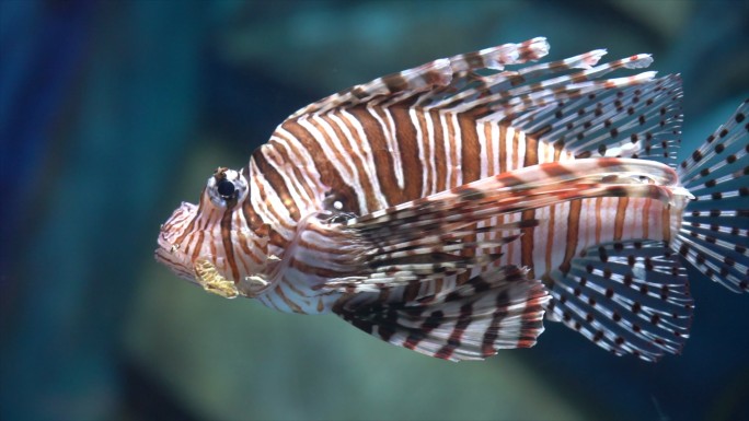 海底世界水族馆热带海鱼黄金吊狮子鱼