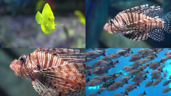 海底世界水族馆热带海鱼黄金吊狮子鱼