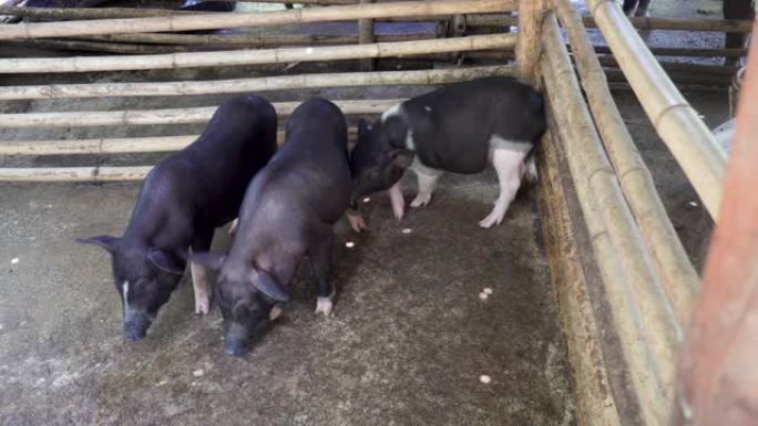 农场里的三头猪