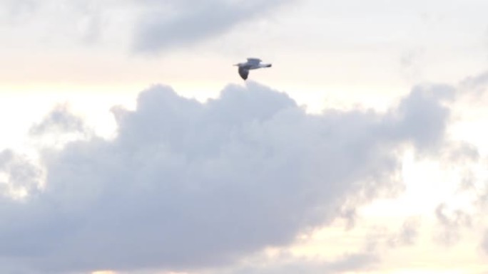 海鸥在多云的日落天空背景下在空中飞行，自由概念。股票。美丽的白鸟在云层上翱翔