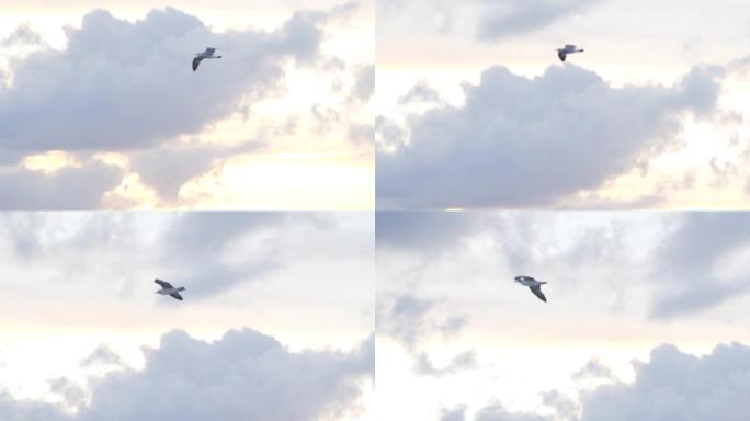 海鸥在多云的日落天空背景下在空中飞行，自由概念。股票。美丽的白鸟在云层上翱翔