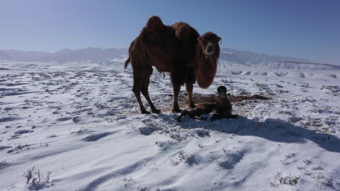 雪中驼 小骆驼 寒冷 恶略天气 骆驼生境