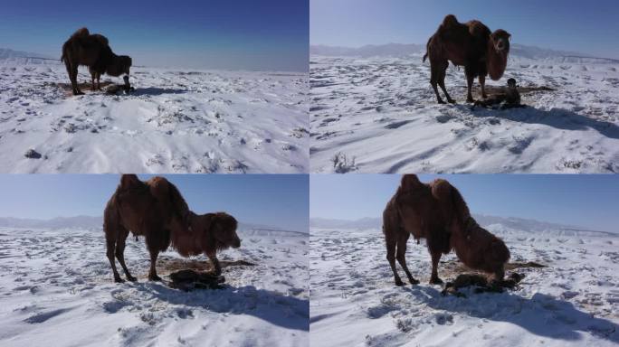 雪中驼 小骆驼 寒冷 恶略天气 骆驼生境