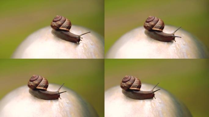 在微距拍摄的夏日中，蜗牛在石头上爬行