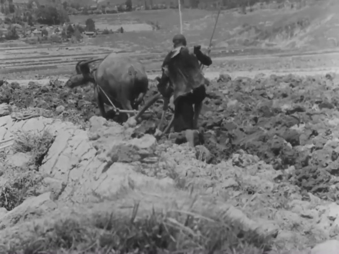 40年代农民生产生活 打谷场  农村劳动