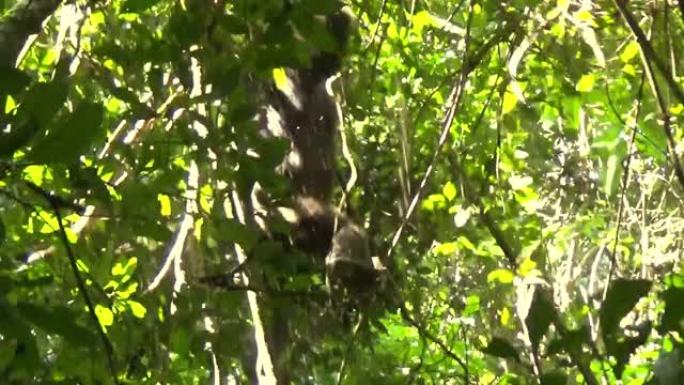 一个罕见的场景，显示了黑猩猩如何从树上下降到地面。
