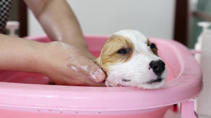 4k主人给宠物柯基犬狗狗洗澡沐浴露泡沫