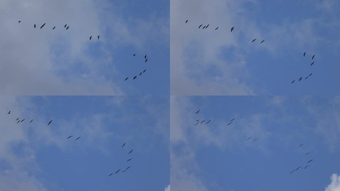 仙鹤在蓝天飞行的慢动作