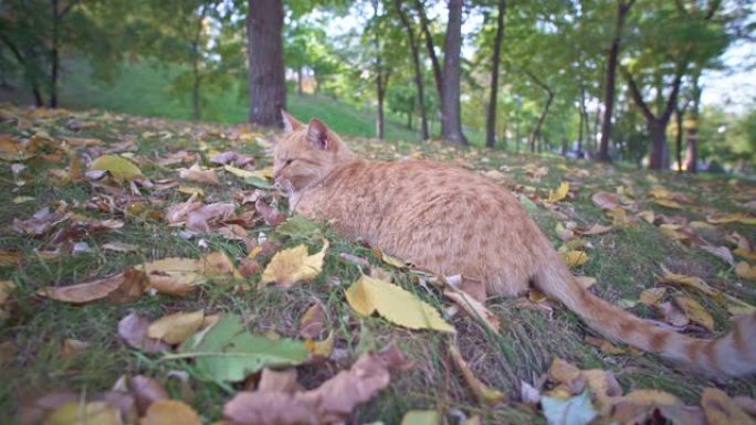在夏天阳光明媚的日子里，愤怒的橙色流浪猫坐在乌克兰敖德萨城市公园放松。