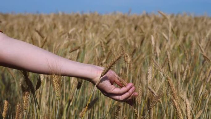 麦芽在农民手里。农民走在田间检查小麦作物。