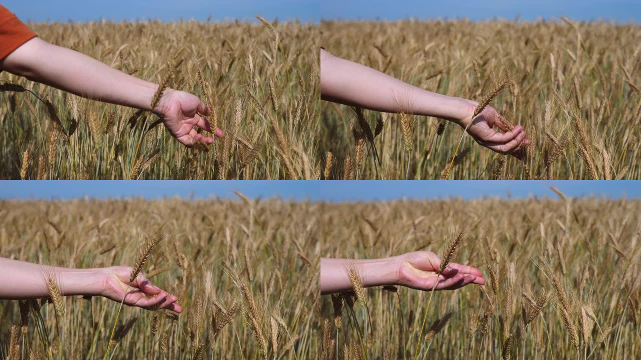 麦芽在农民手里。农民走在田间检查小麦作物。