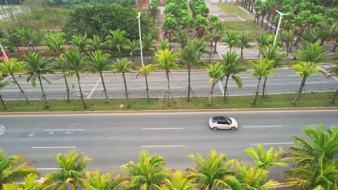 海南椰树城市道路