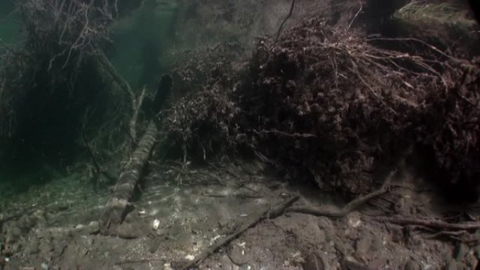 俄罗斯西伯利亚莉娜河水中阳光照射下的树根。