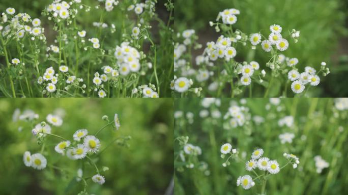 小菊花野菊一年蓬