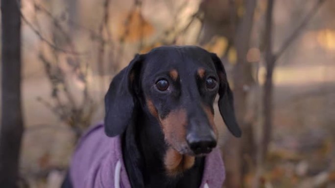 悲惨的黑色和棕褐色腊肠犬，穿着休闲的灰色粉红色连帽衫，坐在公园或森林中，因寒冷的天气和吠叫而摇晃，然