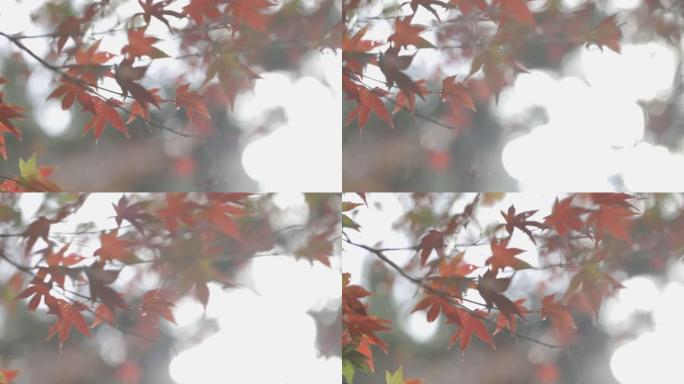 秋红枫叶背景