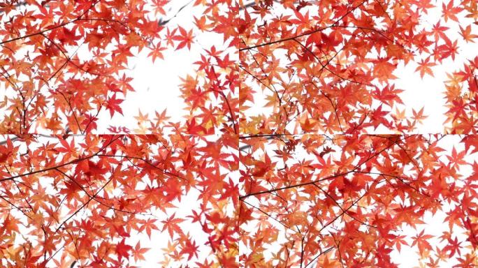 枫叶在白底晃动，秋叶在风中摇曳。