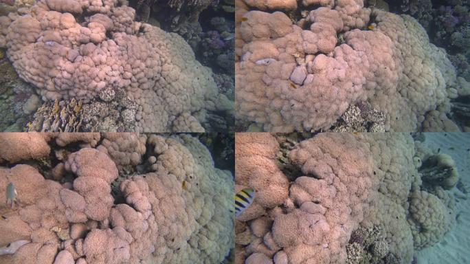 红海上的大软珊瑚-马萨阿拉姆