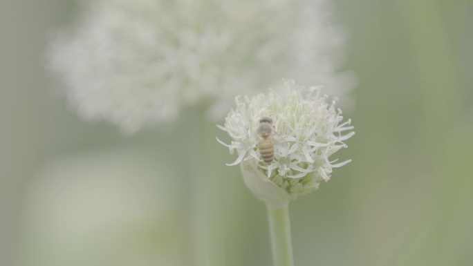 蜜蜂2