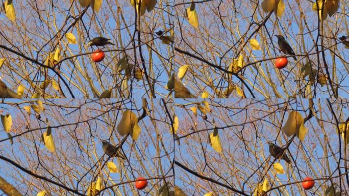11月。秋天。柿子树上的鸟。
