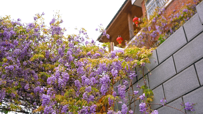 家里花园的池塘植物紫藤花4K-3