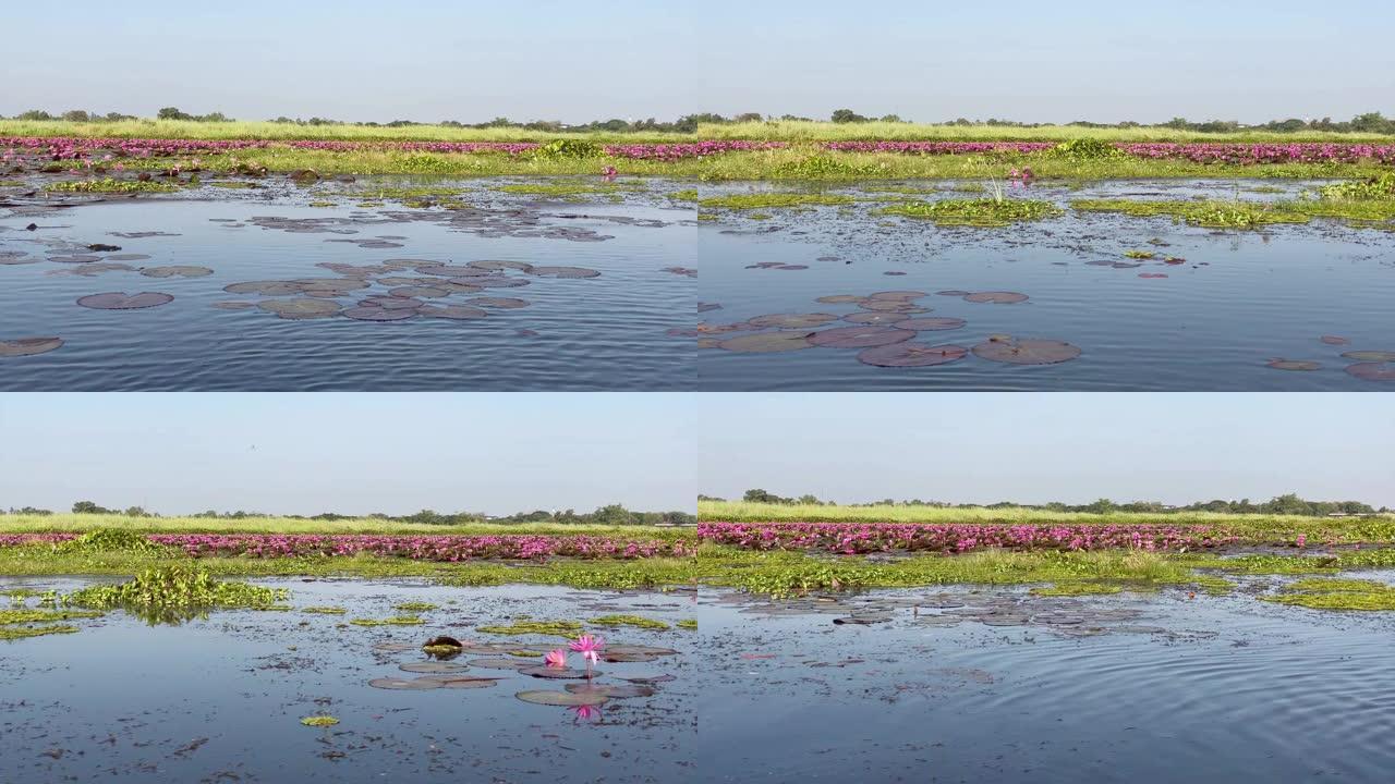 荷花湖