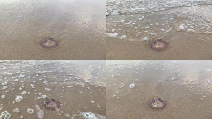 水母在澳大利亚海滩上被冲走