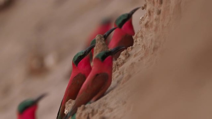美丽的红鸟-南方胭脂红食蜂鸟-梅洛普斯·努比库斯·努比科伊德斯飞翔并坐在非洲津巴布韦马纳池的筑巢群上