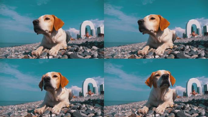 流浪狗躺在海边的石头上。饥饿，狂野和不快乐的无家可归的狗