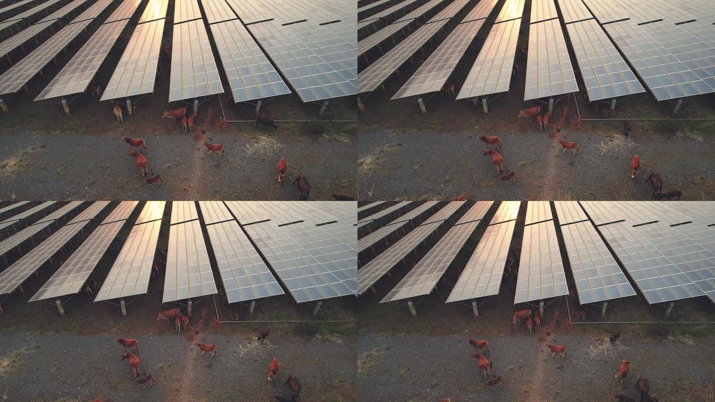 放养在在太阳能发电场内一群牛