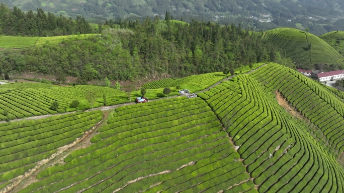 山区生态有机茶园航拍4K