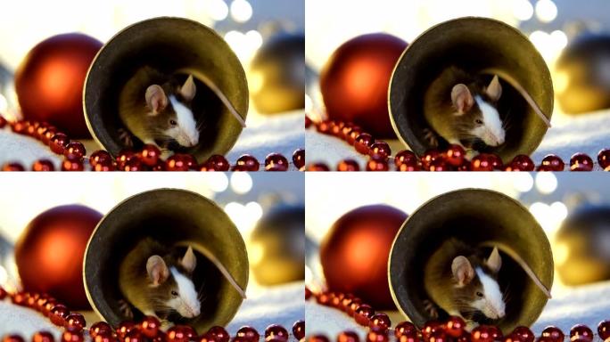 老鼠坐在圣诞钟里睡着了。根据中国历法，2020年的符号。