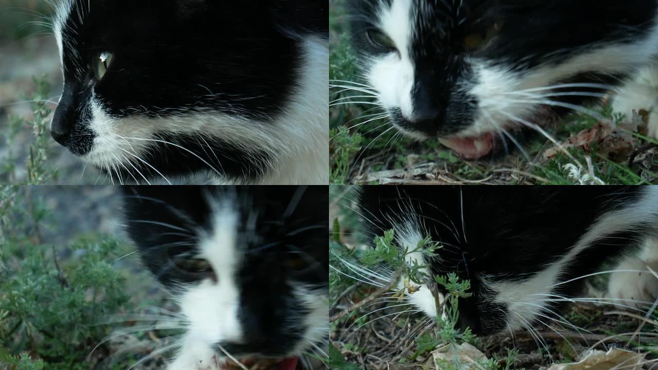 饿了的流浪猫吃鸡骨头