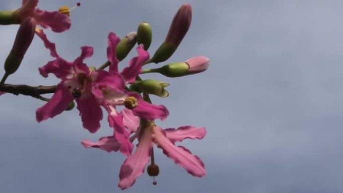 路边盛开的Ceiba speciosa花