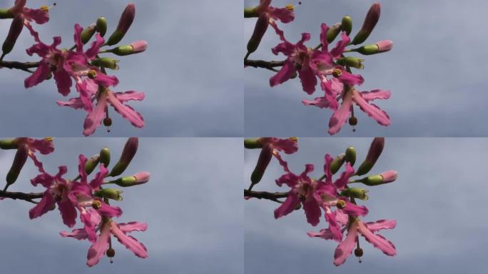 路边盛开的Ceiba speciosa花