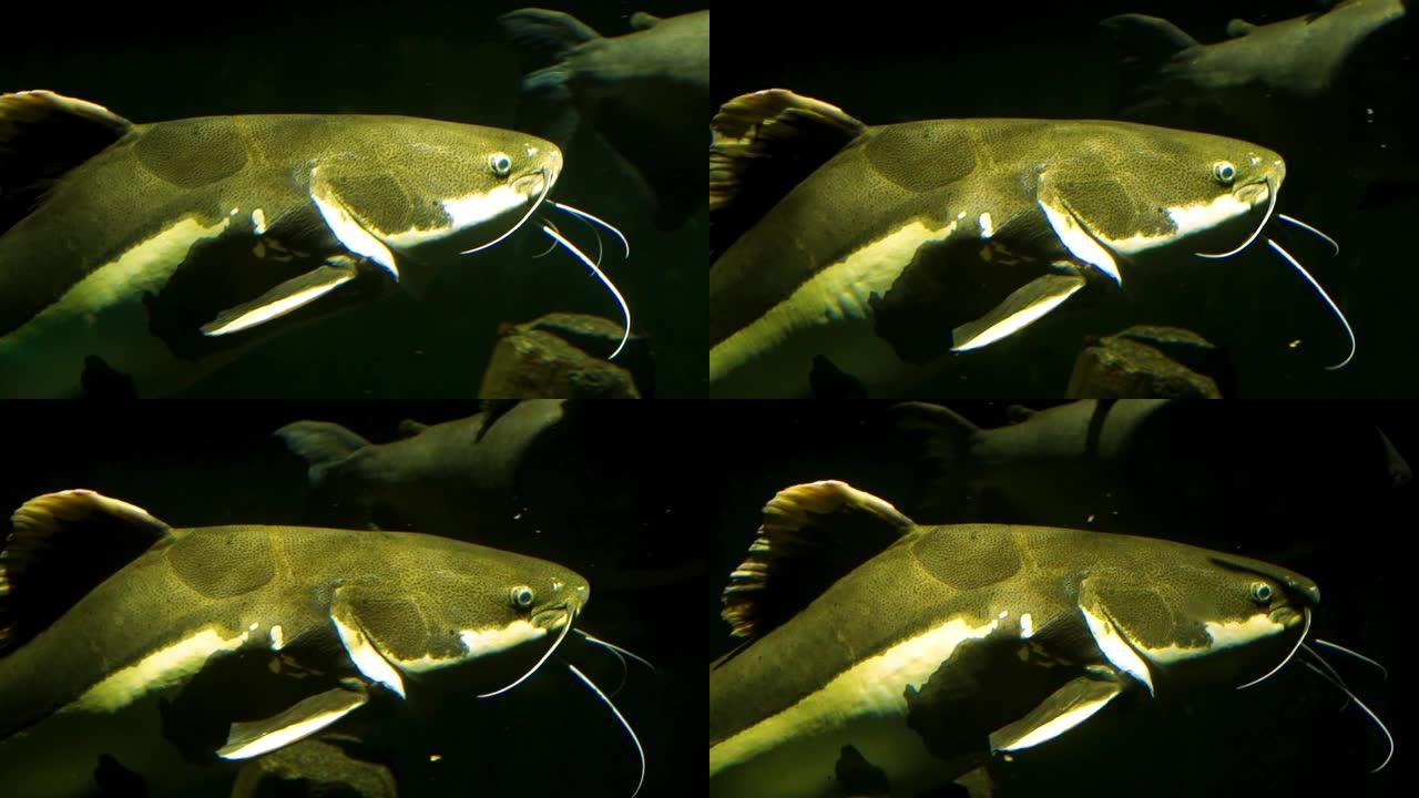 来自美国亚马逊盆地的大型热带鱼种游动的红尾cat鱼的特写镜头