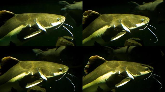 来自美国亚马逊盆地的大型热带鱼种游动的红尾cat鱼的特写镜头