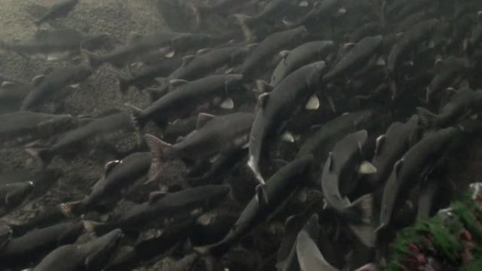 鲑鱼群在阿拉斯加的海洋中游到水下产卵。