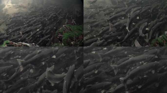 鲑鱼群在阿拉斯加的海洋中游到水下产卵。