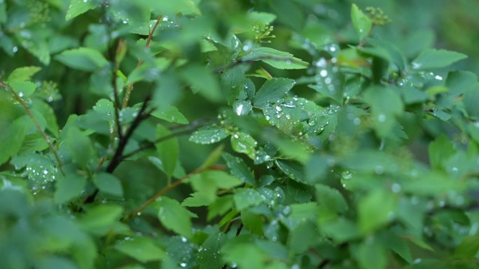 杭州 雨中的树叶