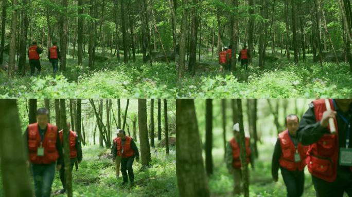 森林护林员在林区行走日常巡护