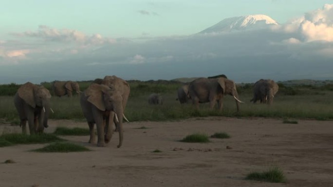 非洲象家族，背景为乞力马扎罗山