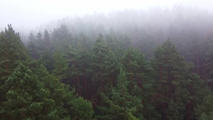 森林强雾空中无人机视图