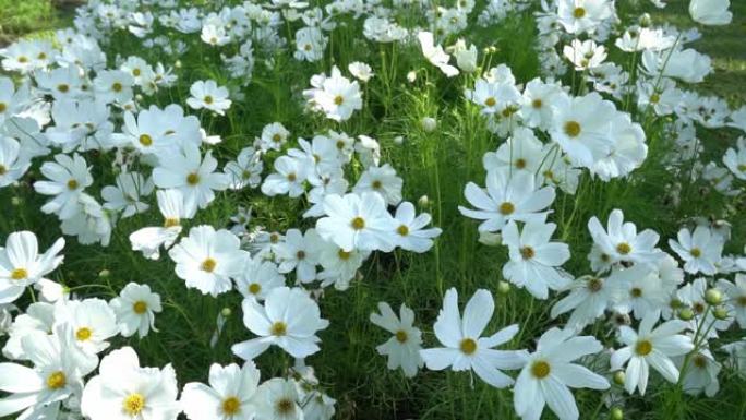 白色的宇宙花朵在花园里随风摇曳，自然花朵。