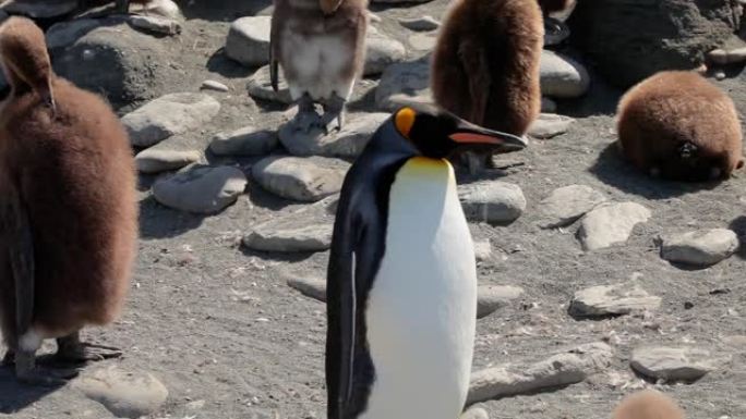 南乔治亚岛上的国王企鹅