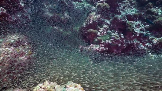 被捕食者猎杀的水下珊瑚礁鱼类的食物链