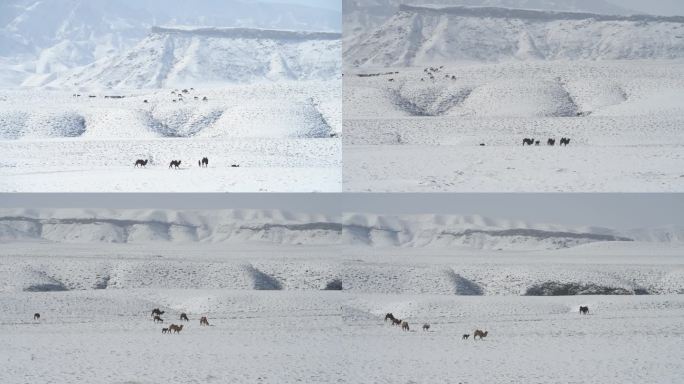 雪滩上出生的驼羔