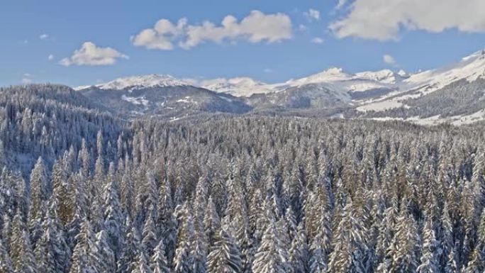 冬季森林Laax景观航空4k