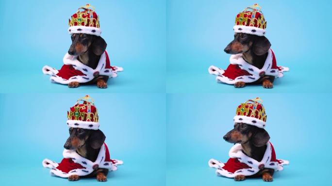 非常可爱的黑色和棕色腊肠犬穿着红色和白色皇家服装，披风和皇冠躺在蓝色背景上，环顾四周。